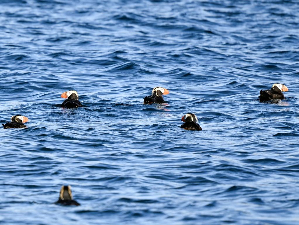 Bar Harbor boottocht puffins Bar Harbor boottocht puffins